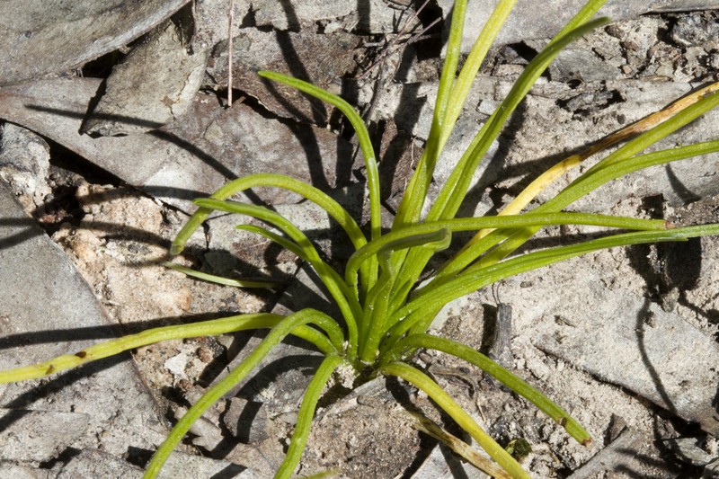 Isoetes drummondii photo 3