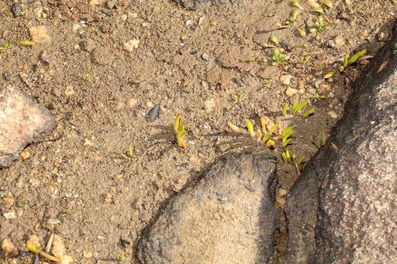 Isoetes drummondii photo 4