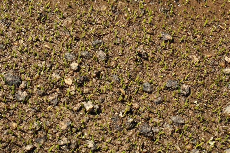 Isoetes drummondii photo 5