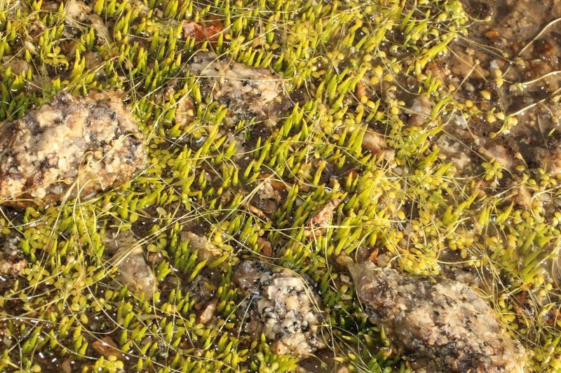 Isoetes drummondii photo 6