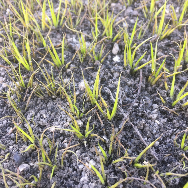 Isoetes drummondii photo 7