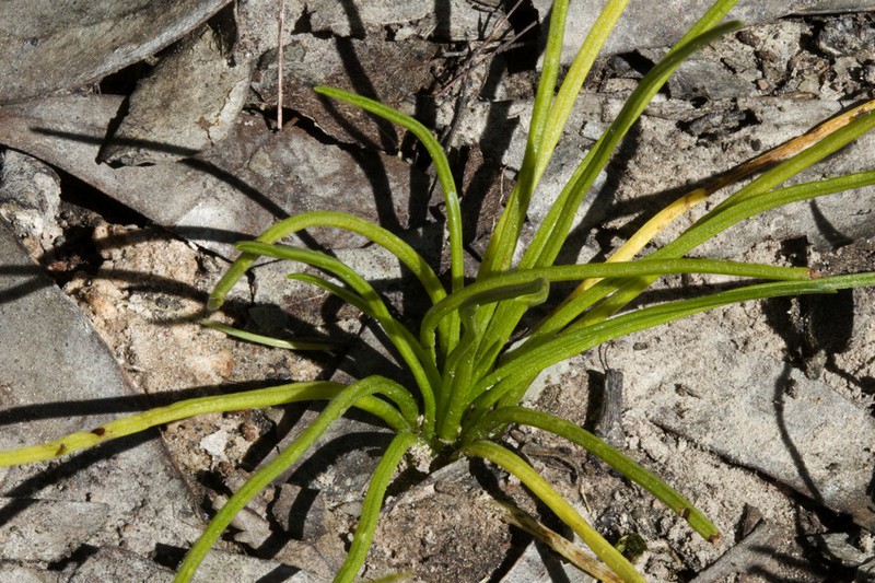 Isoetes drummondii photo 8