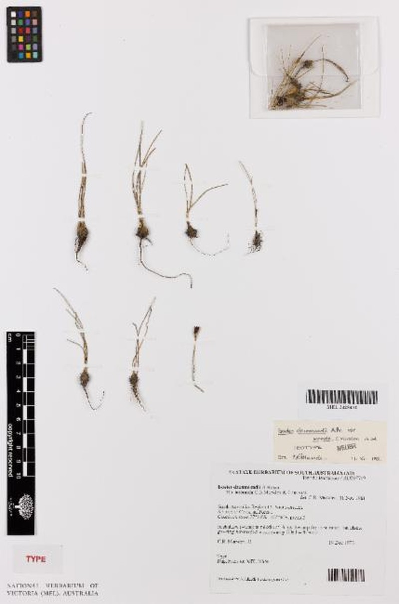 Isoetes drummondii subsp. anomala