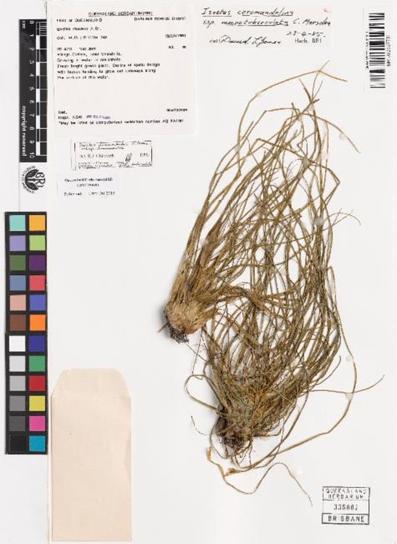 Isoetes drummondii subsp. drummondii