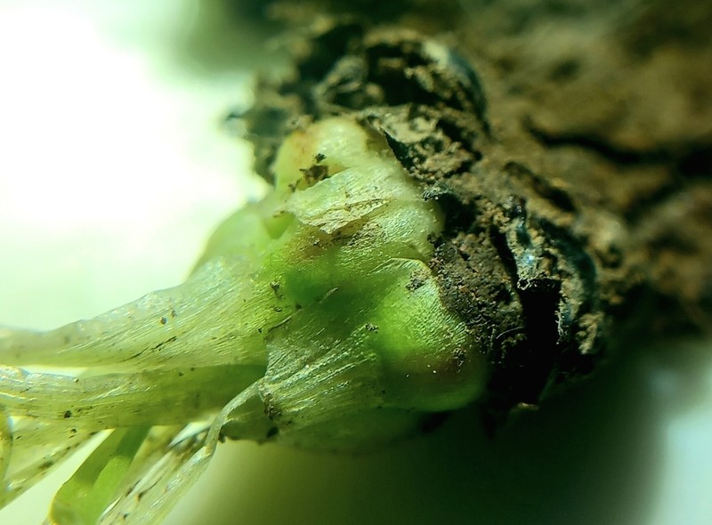 Isoetes durieui