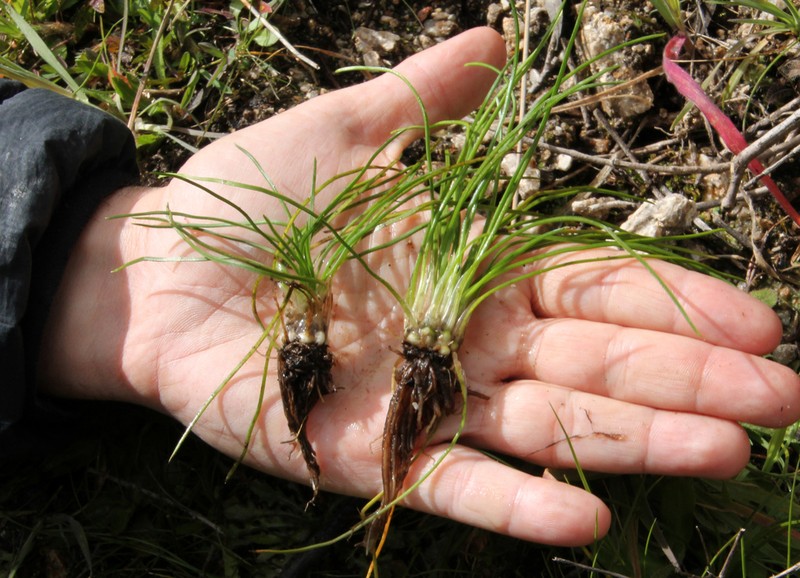 Isoetes durieui photo 2
