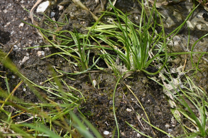 Isoetes durieui photo 3