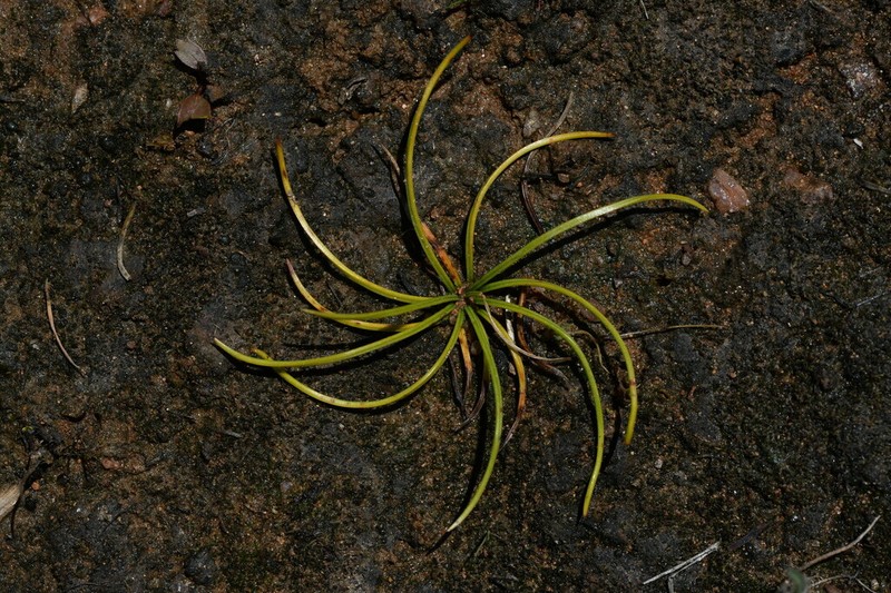 Isoetes durieui photo 5