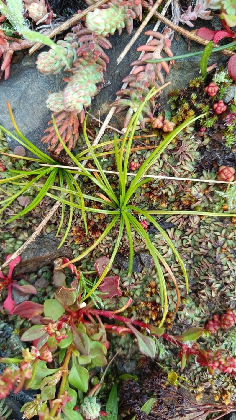 Isoetes durieui photo 6