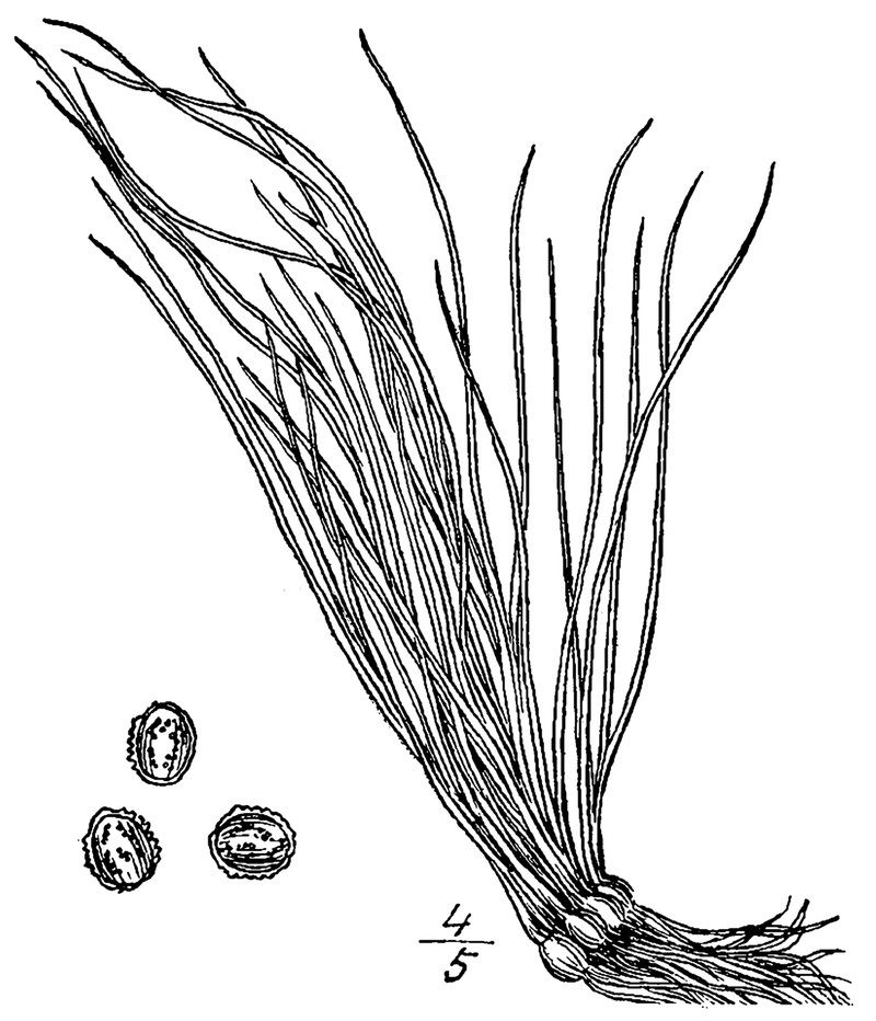 Quillwort photo 2