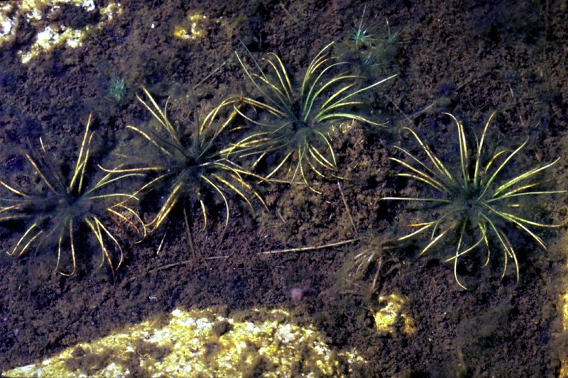 Isoetes echinospora