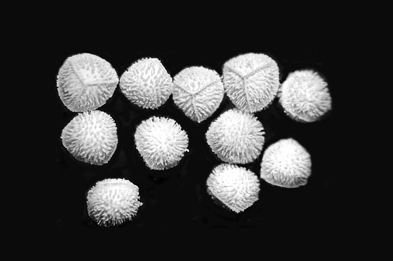 Isoetes echinospora photo 2