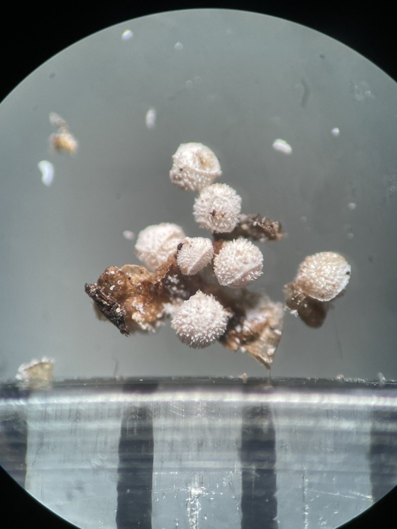 Isoetes echinospora photo 3