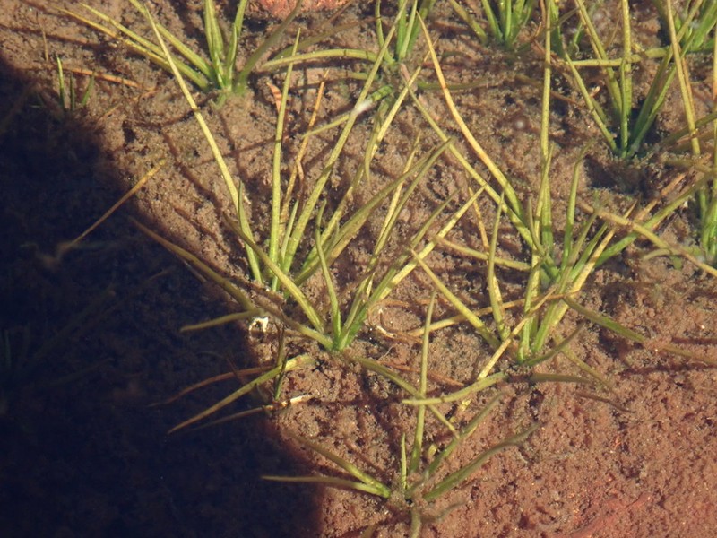Isoetes echinospora photo 4
