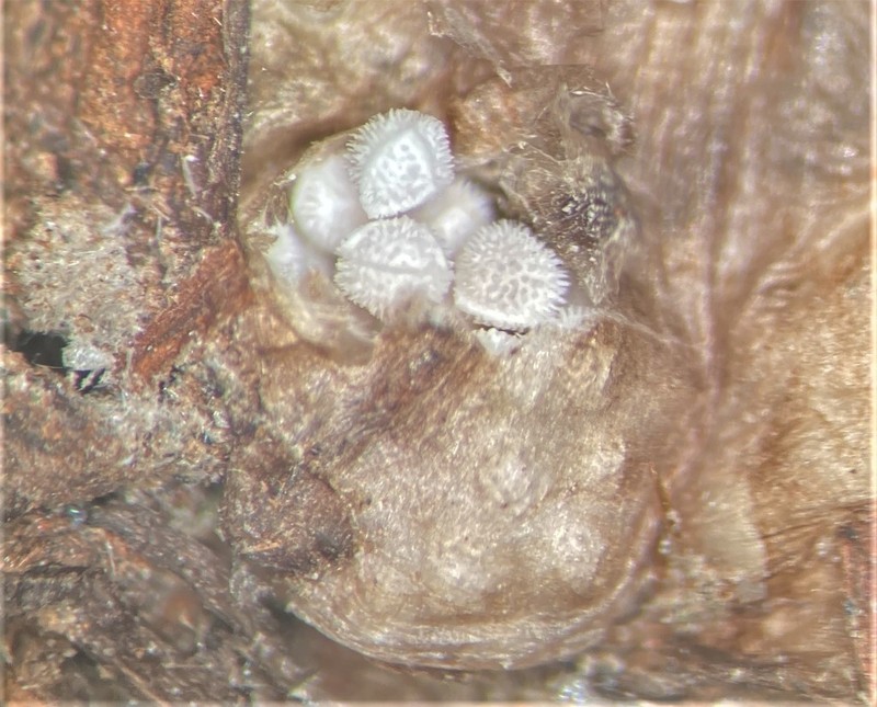 Isoetes echinospora photo 5