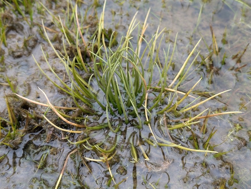 Isoetes echinospora photo 6