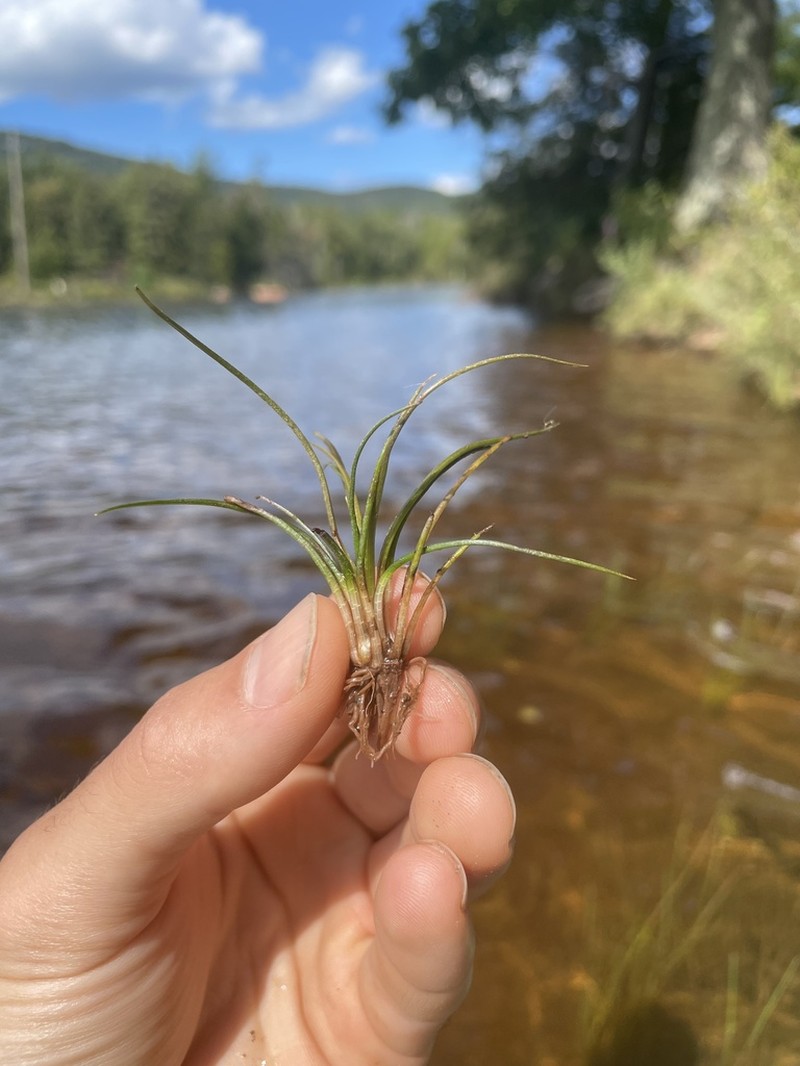 Isoetes echinospora photo 7