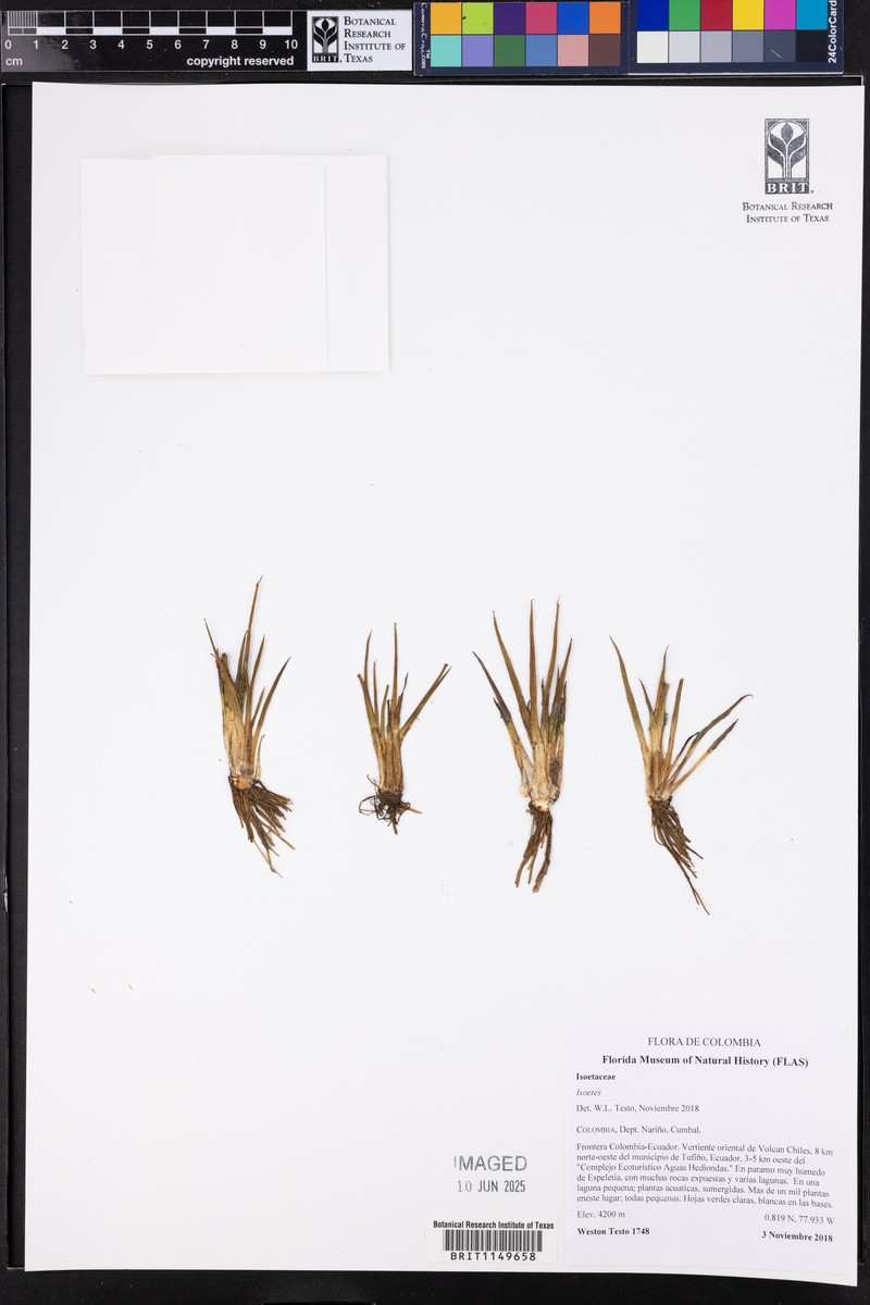 Isoetes ecuadoriensis photo 2