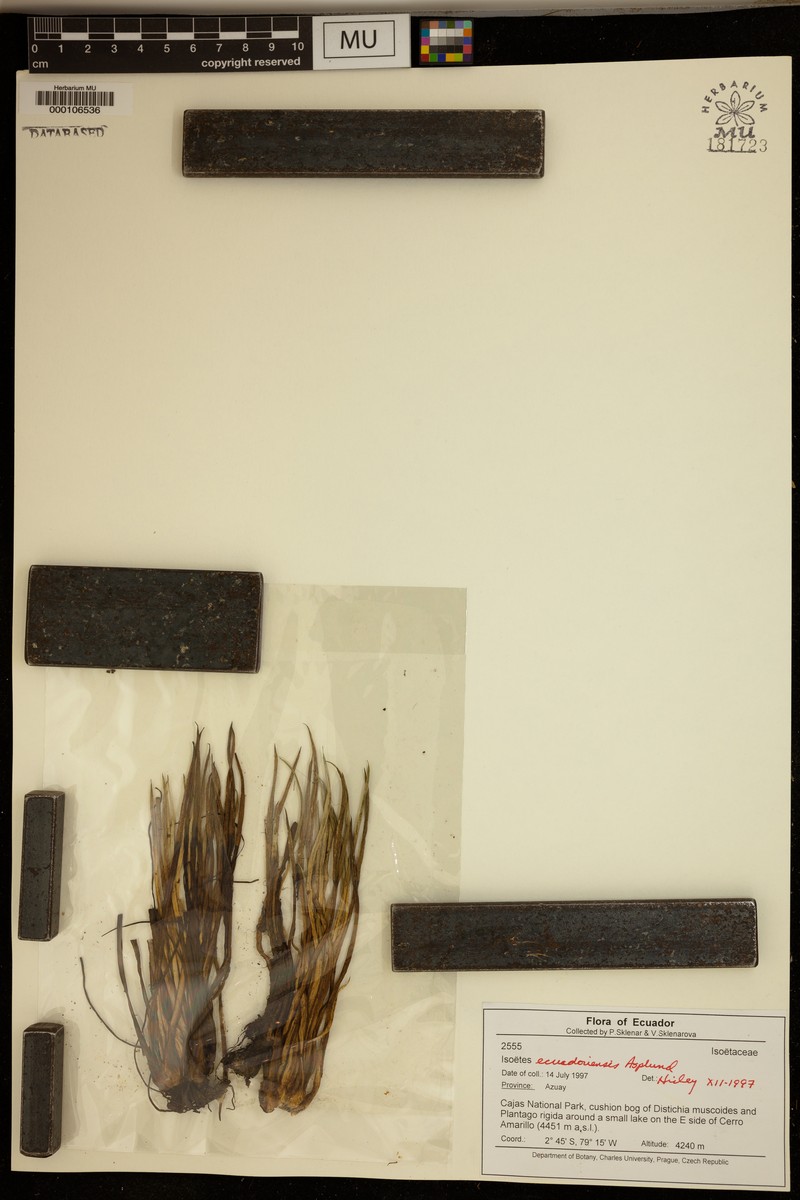 Isoetes ecuadoriensis photo 3