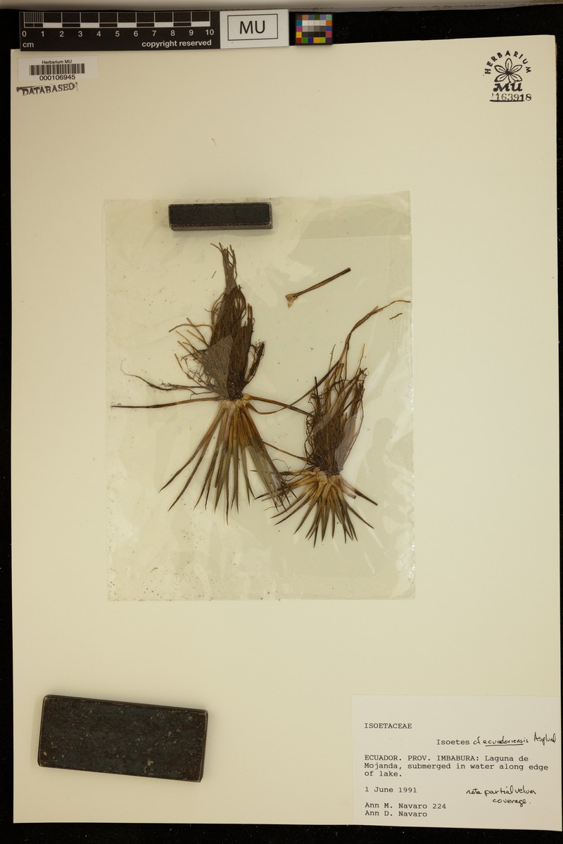 Isoetes ecuadoriensis photo 4