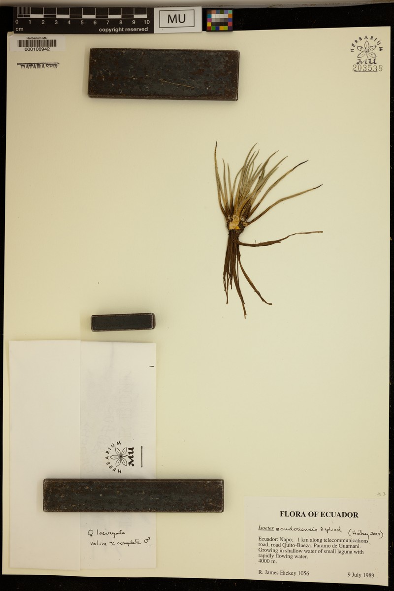 Isoetes ecuadoriensis photo 5