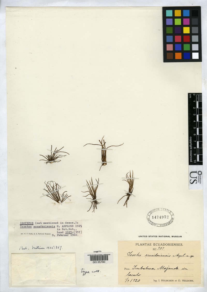 Isoetes ecuadoriensis