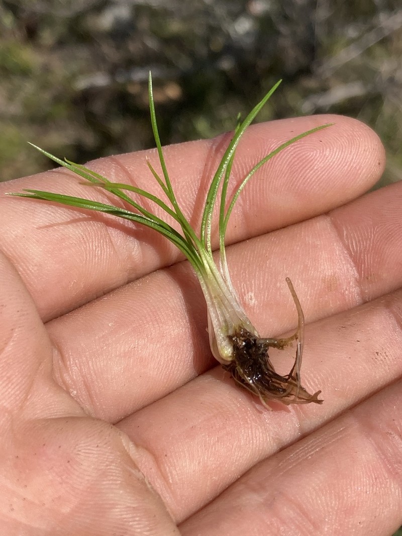 Isoetes ekmanii