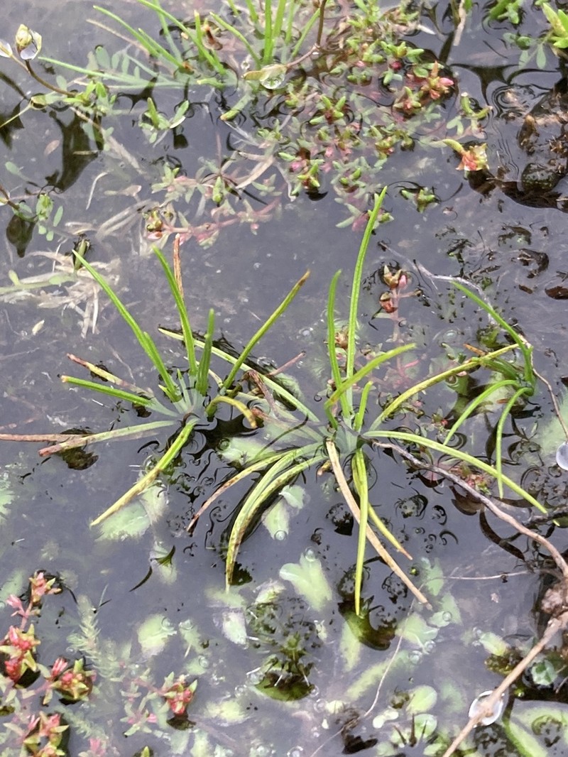 Isoetes ekmanii photo 2