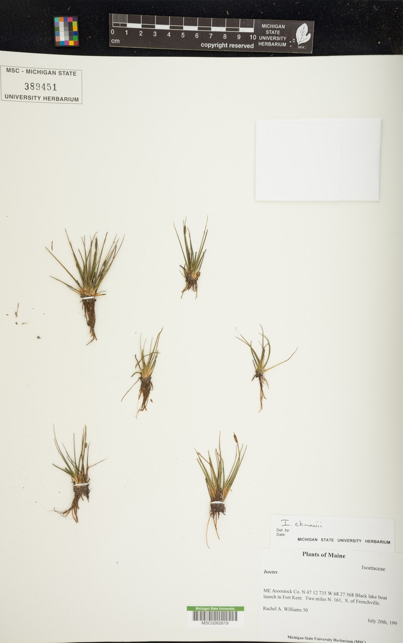 Isoetes ekmanii photo 3