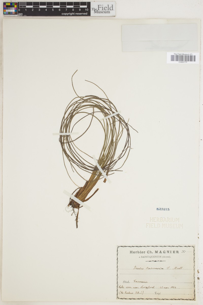 Isoetes elatior