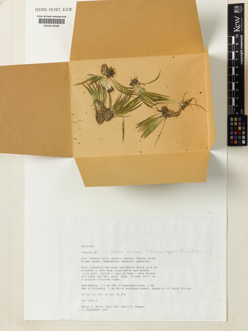 Isoetes eludens