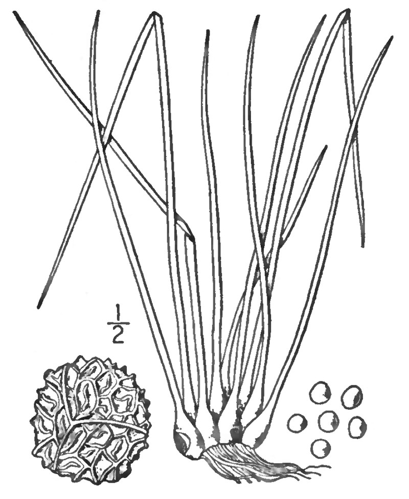 Appalachian Quillwort photo 2