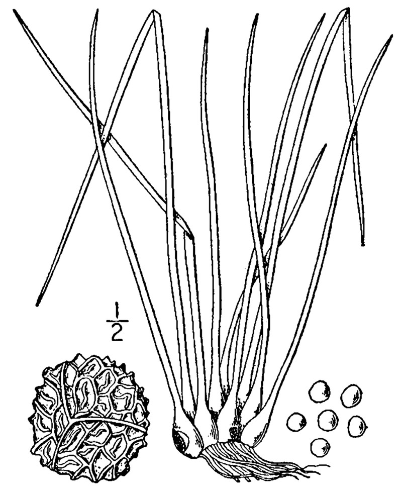 Appalachian Quillwort photo 3