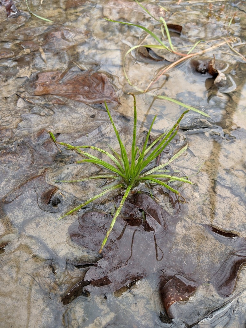 Appalachian Quillwort photo 4