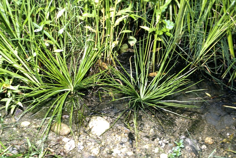 Appalachian Quillwort
