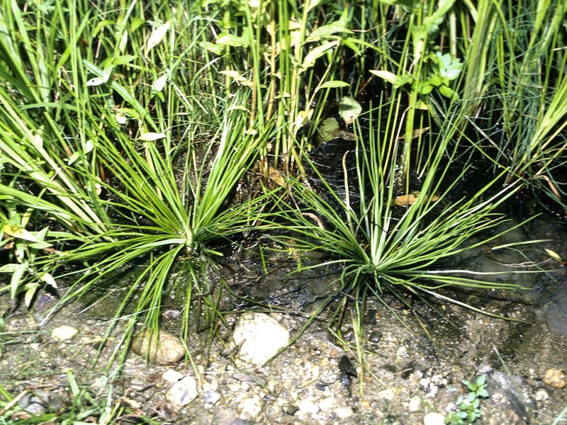 Appalachian Quillwort photo 7