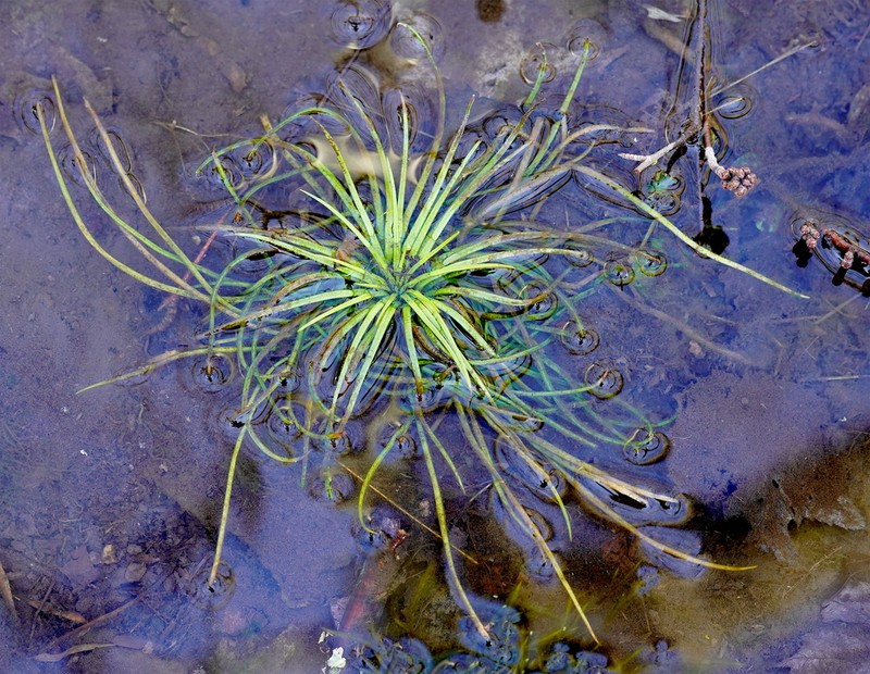 Appalachian Quillwort