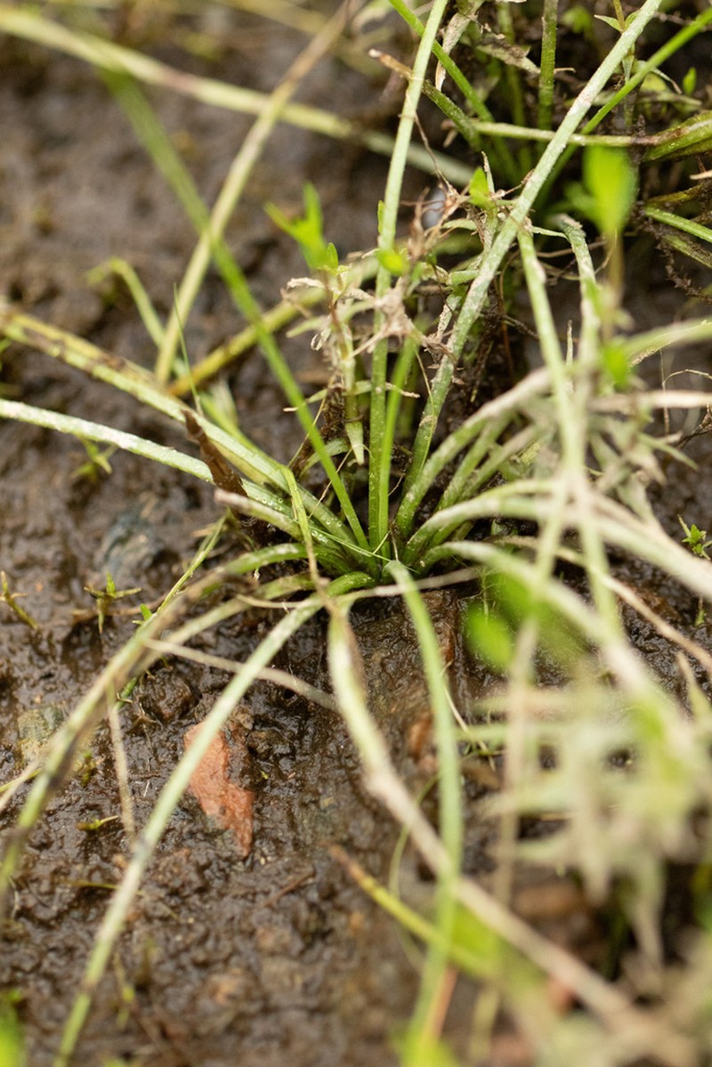 Appalachian Quillwort photo 3