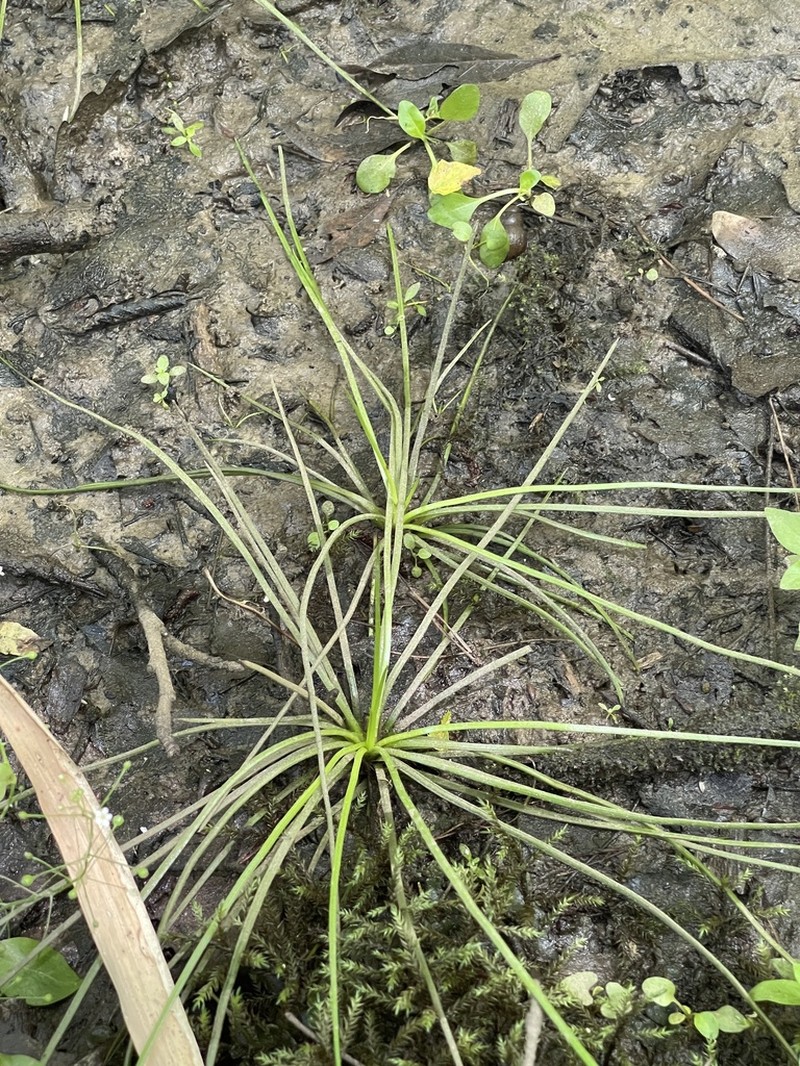 Appalachian Quillwort photo 4