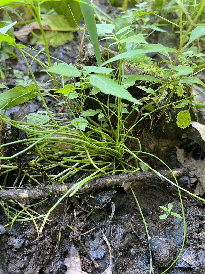 Appalachian Quillwort photo 5