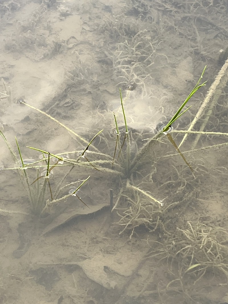 Appalachian Quillwort photo 6