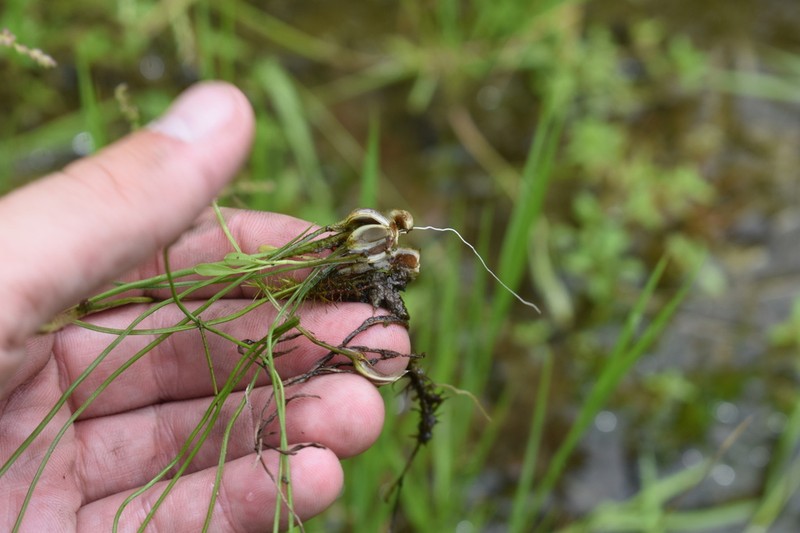 Appalachian Quillwort photo 7