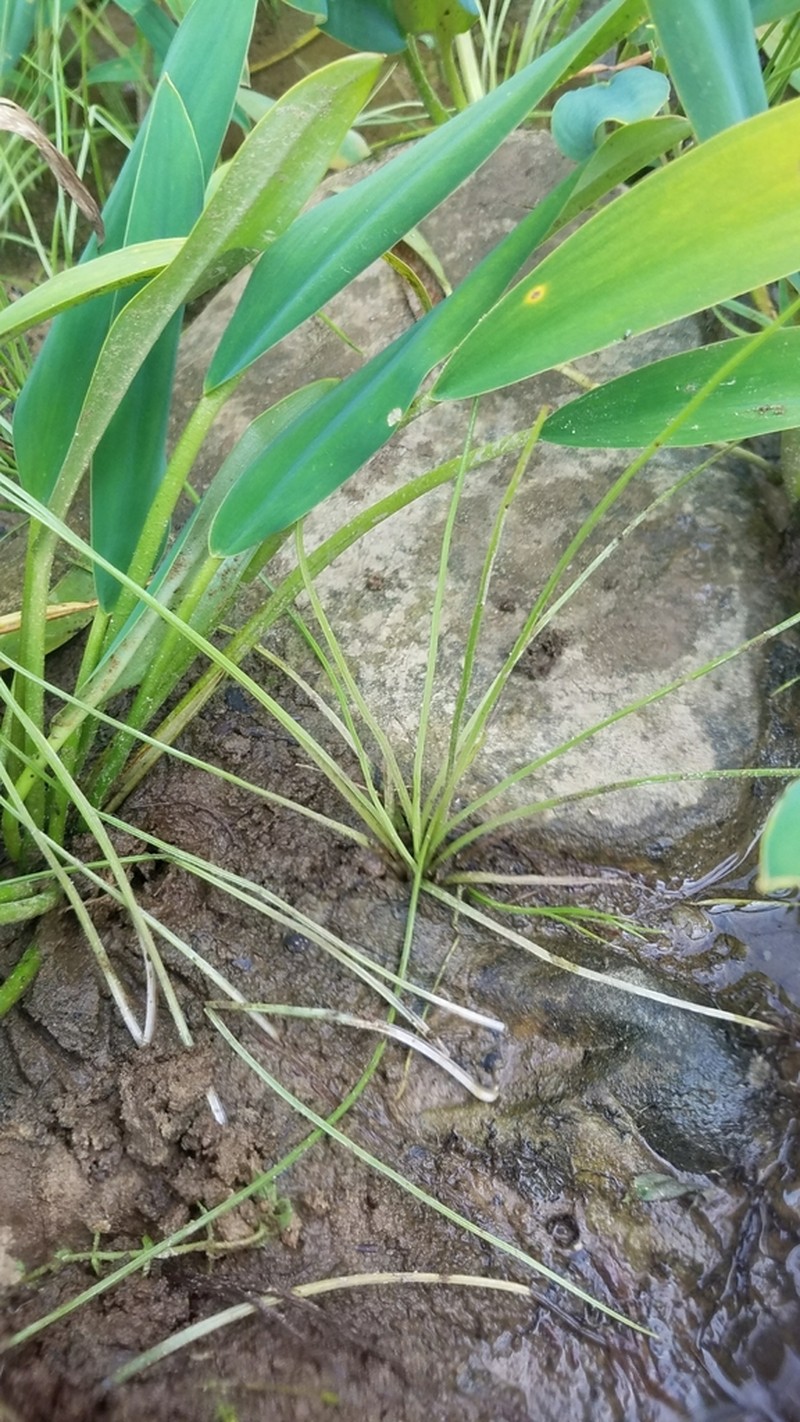 Appalachian Quillwort photo 8