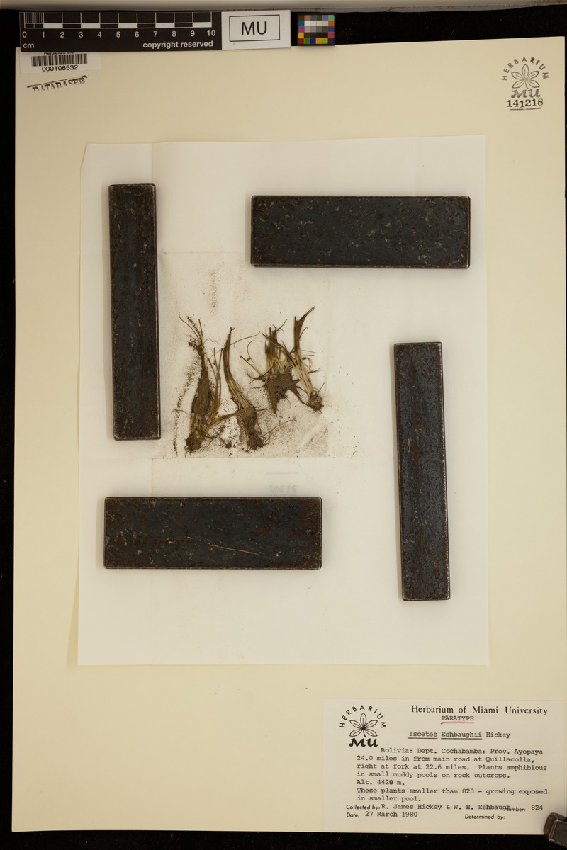 Isoetes eshbaughii photo 2