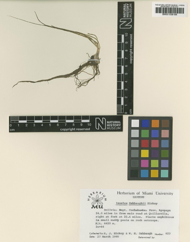 Isoetes eshbaughii photo 3