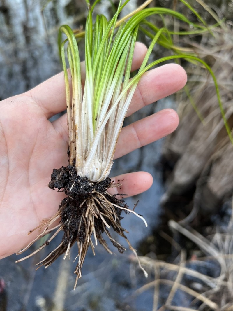 Southern Quillwort