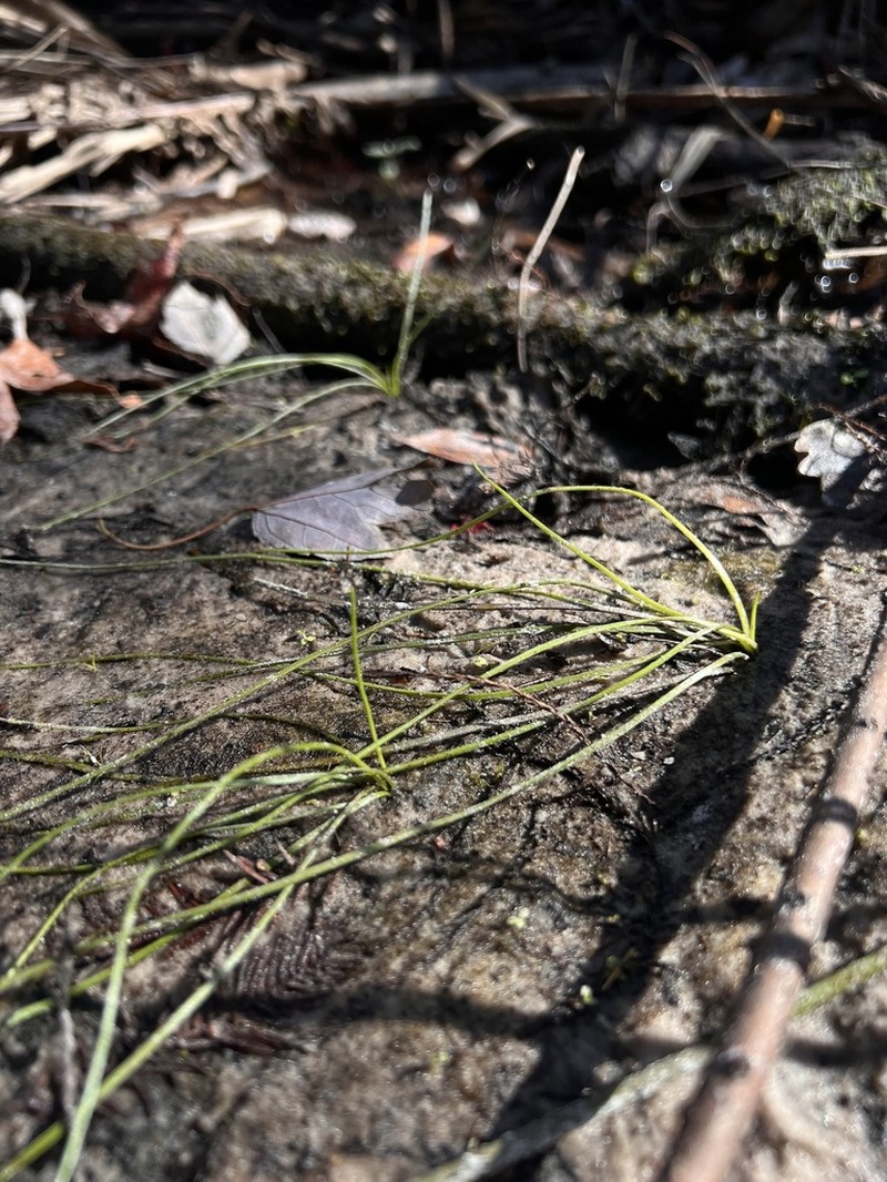 Southern Quillwort photo 4