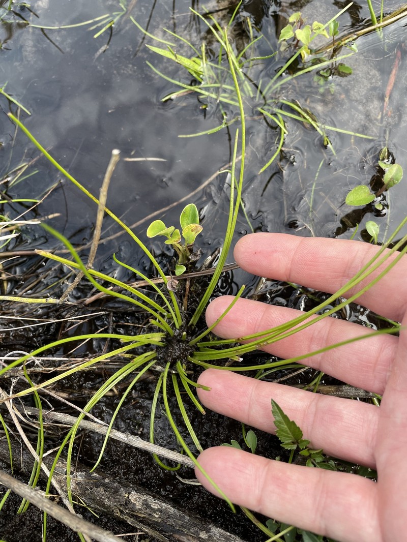Southern Quillwort photo 5