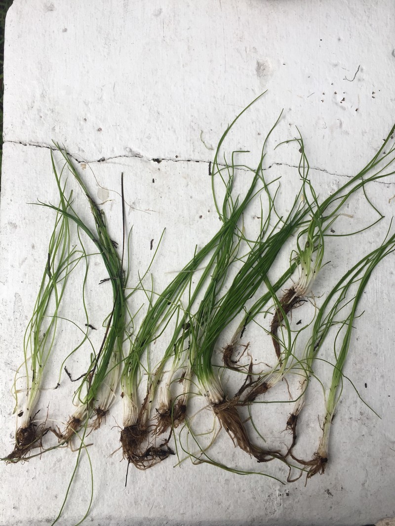 Southern Quillwort photo 6