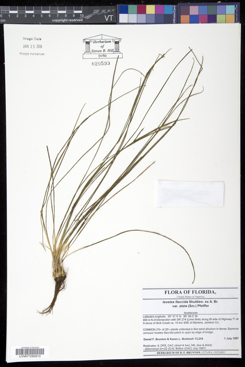 Isoetes flaccida var. alata photo 2